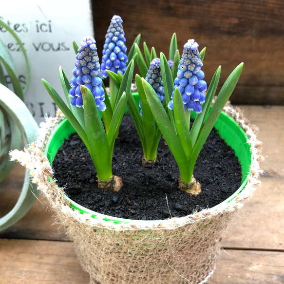 ムスカリ♡毎年咲きます♡人気♡寄せ植え♡球根♡ガーデニング♡インテリア♡観葉植物 6枚目の画像