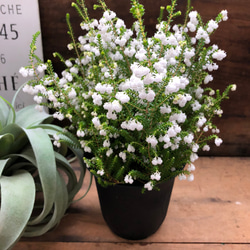 スズランエリカ♡真っ白の花♡観葉植物♡ガーデニング 9枚目の画像