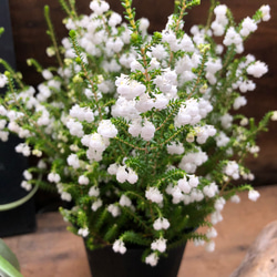 スズランエリカ♡真っ白の花♡観葉植物♡ガーデニング 15枚目の画像