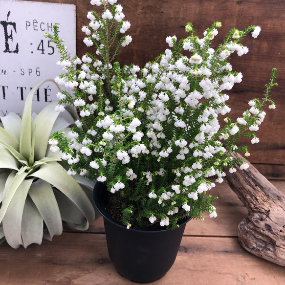 スズランエリカ♡真っ白の花♡観葉植物♡ガーデニング 2枚目の画像