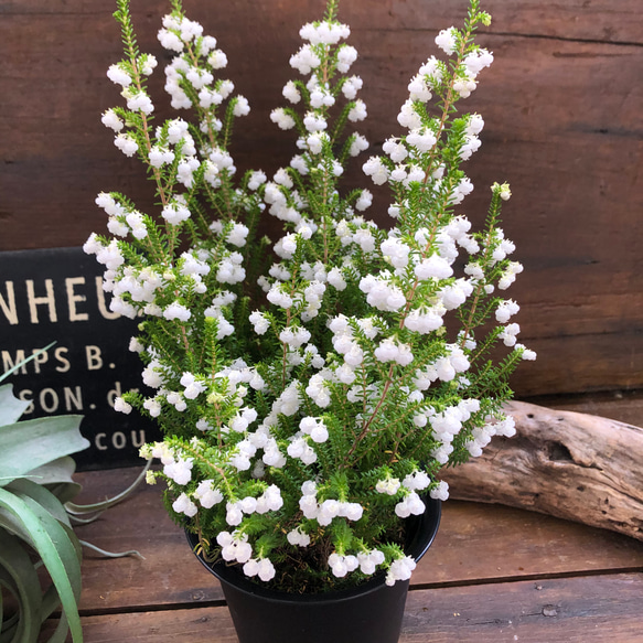 スズランエリカ♡真っ白の花♡観葉植物♡ガーデニング 11枚目の画像