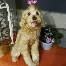 オーダーメイド羊毛フェルト犬   ゴールデンドゥドル ゴールドレトリバー   スタンダードプードル メモリアル犬人形♥️ 1枚目の画像