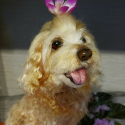 オーダーメイド羊毛フェルト犬   ゴールデンドゥドル ゴールドレトリバー   スタンダードプードル メモリアル犬人形♥️ 4枚目の画像