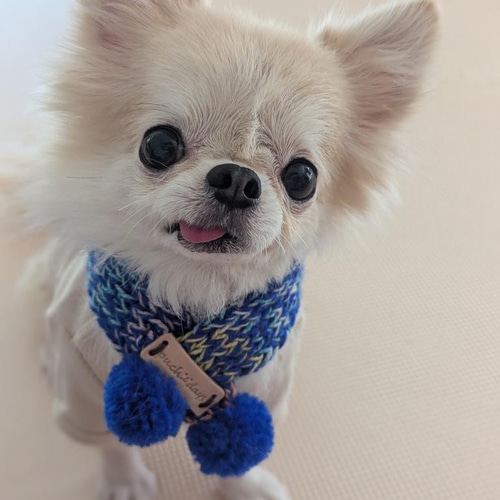 犬用ポンポンマフラーSサイズ 本革使用 チワワ ヨーキー トイプー