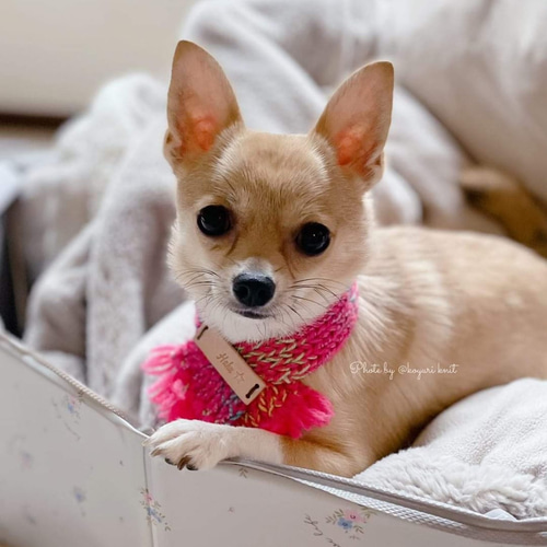 犬用ポンポンマフラー 本革使用 ペット服・アクセサリー puchi