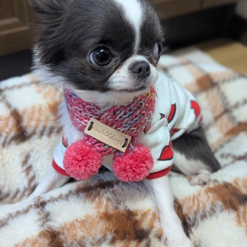 犬用ポンポンマフラーSサイズ 本革使用 チワワ ヨーキー トイプー
