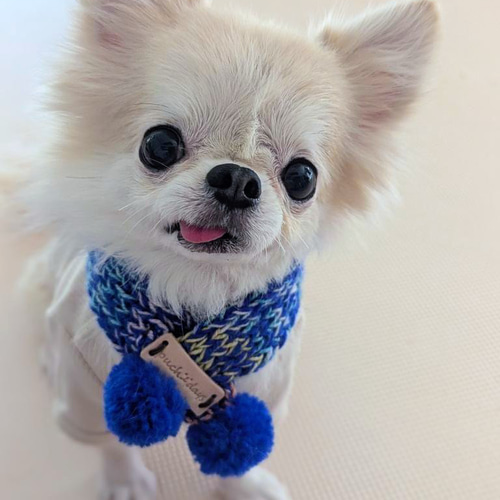 犬用ポンポンマフラーSサイズ 本革使用 チワワ ヨーキー トイプー