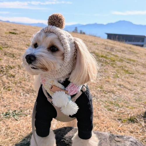 犬用ポンポンマフラーSサイズ 本革使用 チワワ ヨーキー トイプー