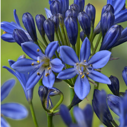 【サマーラブ・ブルー大株】四季咲きアガパンサス背丈の低い花壇のギャザリングにもおすすめ 1枚目の画像