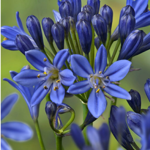 【サマーラブ・ブルー大株】四季咲きアガパンサス背丈の低い花壇のギャザリングにもおすすめ 1枚目の画像