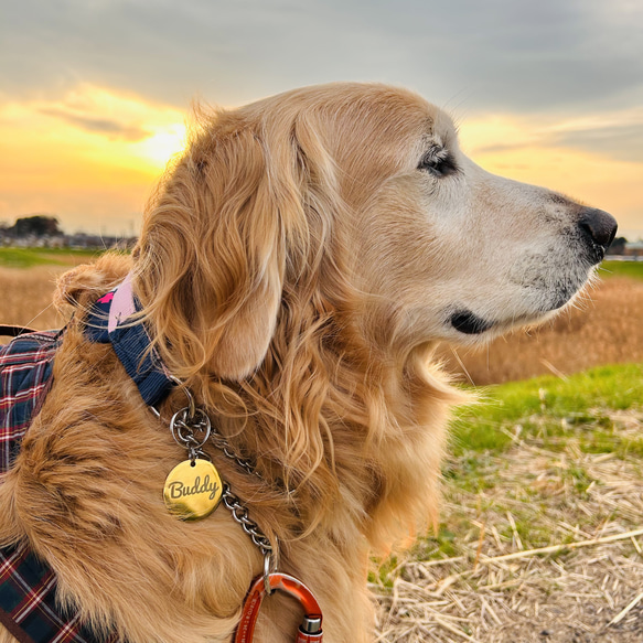 ✨New✨中型犬・大型犬◎サイズ２種◎カラー5色✨丈夫で存在感のあるステンレス素材の迷子札 2枚目の画像