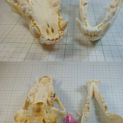 ヒグマのスカル（ヒグマの頭骨） その他インテリア雑貨 やまび子