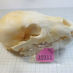 ヒグマ熊北海道 インテリア頭骨大型 ヒグマ 原寸大頭骨レプリカ 【ハイイログマ】 | アンフィ合同会社