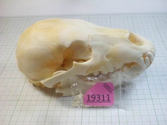 ヒグマのスカル（ヒグマの頭骨） その他インテリア雑貨 やまび子