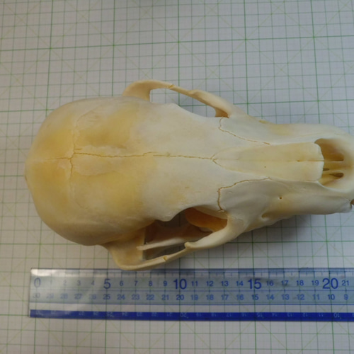 ヒグマのスカル（ヒグマの頭骨） その他インテリア雑貨 やまび子