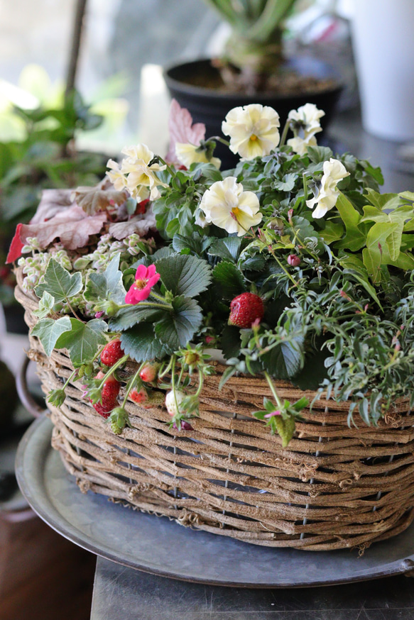 期間限定30％OFF! いちごとビオラとリーフ❤︎春籠の寄せ植え その他インテリア 鉢花