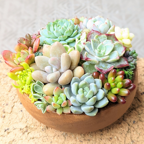 エミリオロバ　多肉植物の寄せ植え（╹◡╹）♡ 大切な想いに エミリオ・ロバのお花をそえて フラワーギフトのご