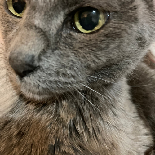 羊毛フェルト　オーダー　猫　ぶっちページ 羊毛フェルト猫》 #猫(ねこ)羊毛フェルト オーダー フレーム