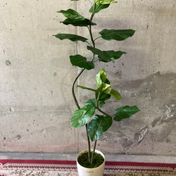 光触媒　人工観葉植物　ウォールグリーン　フェイクグリーン　クネクネウンベラータwa 4枚目の画像