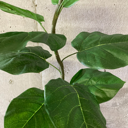 光触媒　人工観葉植物　ウォールグリーン　フェイクグリーン　クネクネウンベラータwa 5枚目の画像