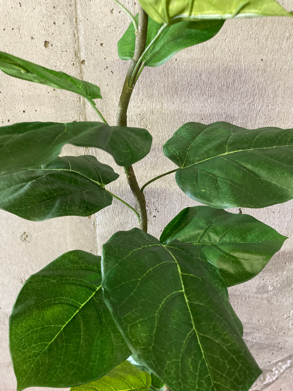 光触媒　人工観葉植物　ウォールグリーン　フェイクグリーン　クネクネウンベラータwa 5枚目の画像