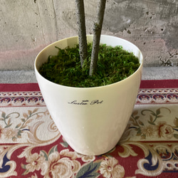 光触媒　人工観葉植物　ウォールグリーン　フェイクグリーン　クネクネウンベラータwa 11枚目の画像