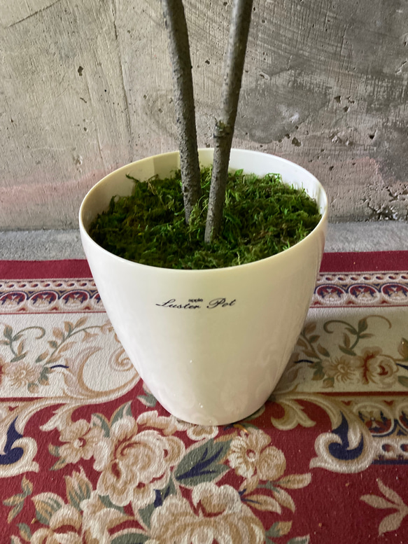 光触媒　人工観葉植物　ウォールグリーン　フェイクグリーン　クネクネウンベラータwa 11枚目の画像