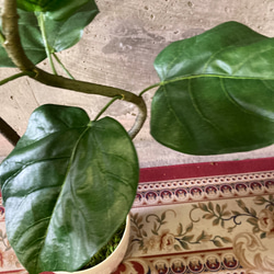 光触媒　人工観葉植物　ウォールグリーン　フェイクグリーン　クネクネウンベラータwa 10枚目の画像