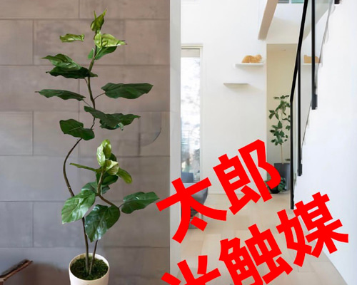 光触媒　人工観葉植物　フェイクグリーン　クネクネウンベラータwa 745952091994c6cf211bdfa4dc49c0