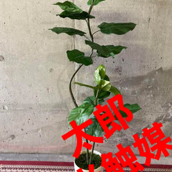 光触媒　人工観葉植物　ウォールグリーン　フェイクグリーン　クネクネウンベラータwa 3枚目の画像