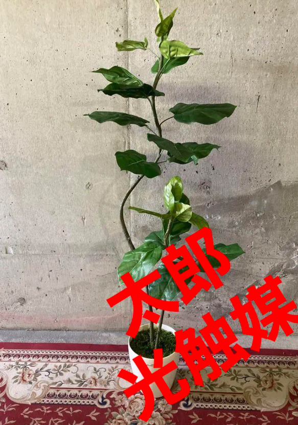 光触媒　人工観葉植物　ウォールグリーン　フェイクグリーン　クネクネウンベラータwa 3枚目の画像