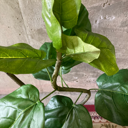 光触媒　人工観葉植物　ウォールグリーン　フェイクグリーン　クネクネウンベラータwa 7枚目の画像