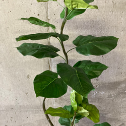 光触媒　人工観葉植物　ウォールグリーン　フェイクグリーン　クネクネウンベラータwa 9枚目の画像