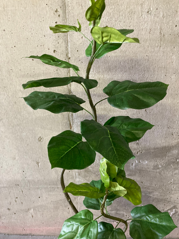 光触媒　人工観葉植物　ウォールグリーン　フェイクグリーン　クネクネウンベラータwa 9枚目の画像