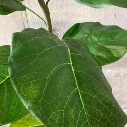 光触媒　人工観葉植物　ウォールグリーン　フェイクグリーン　クネクネウンベラータwa 6枚目の画像