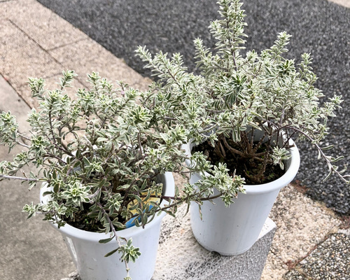 ウエストリンギア スモーキー ホワイト 4号 2鉢 その他