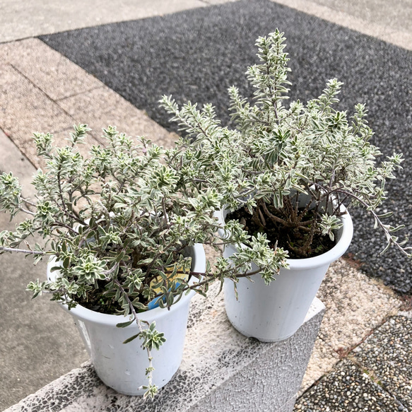 ウエストリンギア スモーキー ホワイト 4号 2鉢 その他