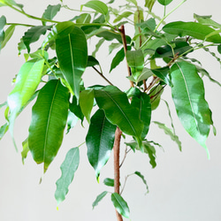 フィカス　確認用　購入不可 8c090db6476ed1582791b52b90187b