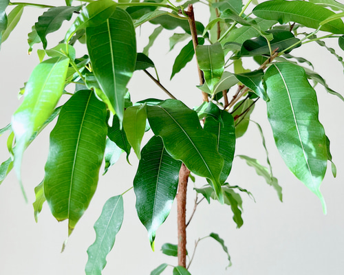 フィカス　確認用　購入不可 フィカス 確認用 購入不可 2月下旬に購入したフィカス・ルビーのことです。