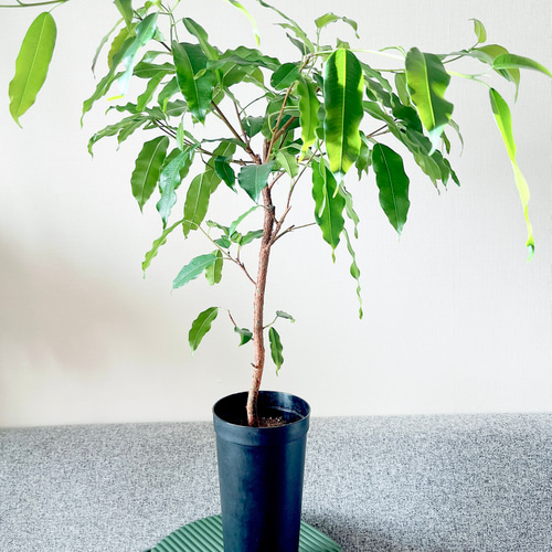 フィカス　確認用　購入不可 ③12/8撮影 # フィカス s.p 品種不明 観葉植物 中型 室内 その他