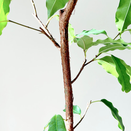 ③12/8撮影 # フィカス s.p 品種不明 観葉植物 中型 室内 その他