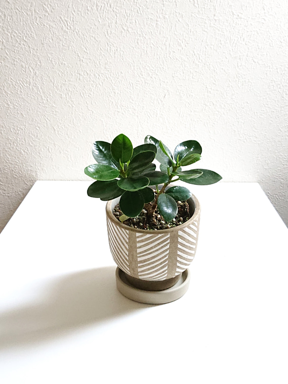 一点モノ】存在感バツグン！パンダガジュマル9｜丈夫で育てやすい◎