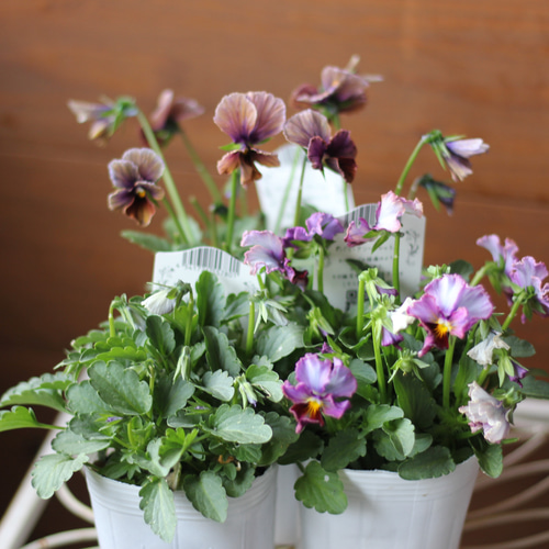 ◆ハーバリウム ＃187 ビオラ ラナン マーガレット…お花いっぱい ◇ハーバリウム ＃187 ビオラ ラナン マーガレット…お花いっぱい お花