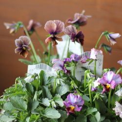 VALLEM 鉢セット(バラ売り可) 5a7f17d272006c9764ccfbfdcfebc0