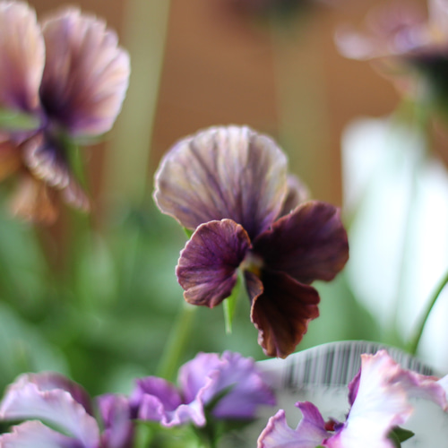 現品のみ>【花苗セットC】ビオラ『Paris en Palette（パリアン