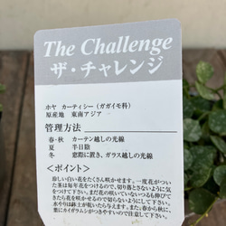 カーティシー♪ホヤ♪かわいい葉と花♪斑入り♪観葉植物♪送料無料 5枚目の画像