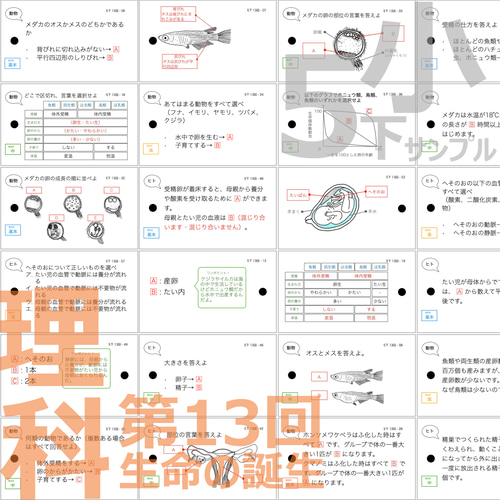 中学受験 暗記カード【5年下 全セット 社会・理科1-18回】 組分け