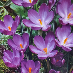 寒咲クロッカス【トマシニアウスルビージャイアント 2球】花弁の丸い可愛い花を咲かせる 2枚目の画像