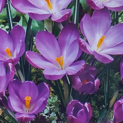 寒咲クロッカス【トマシニアウスルビージャイアント 2球】花弁の丸い可愛い花を咲かせる 1枚目の画像