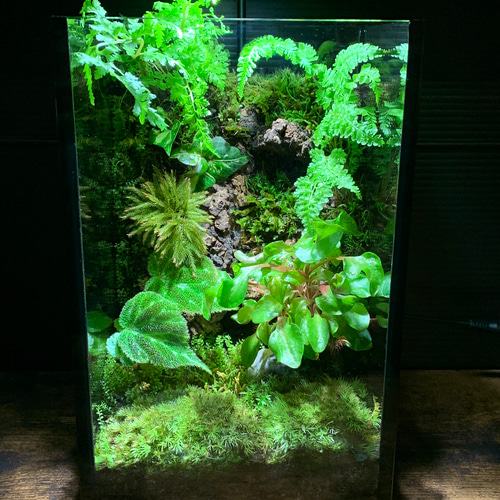 226 苔アート 苔テラリウム イモリウム カエルリウム 完成品 